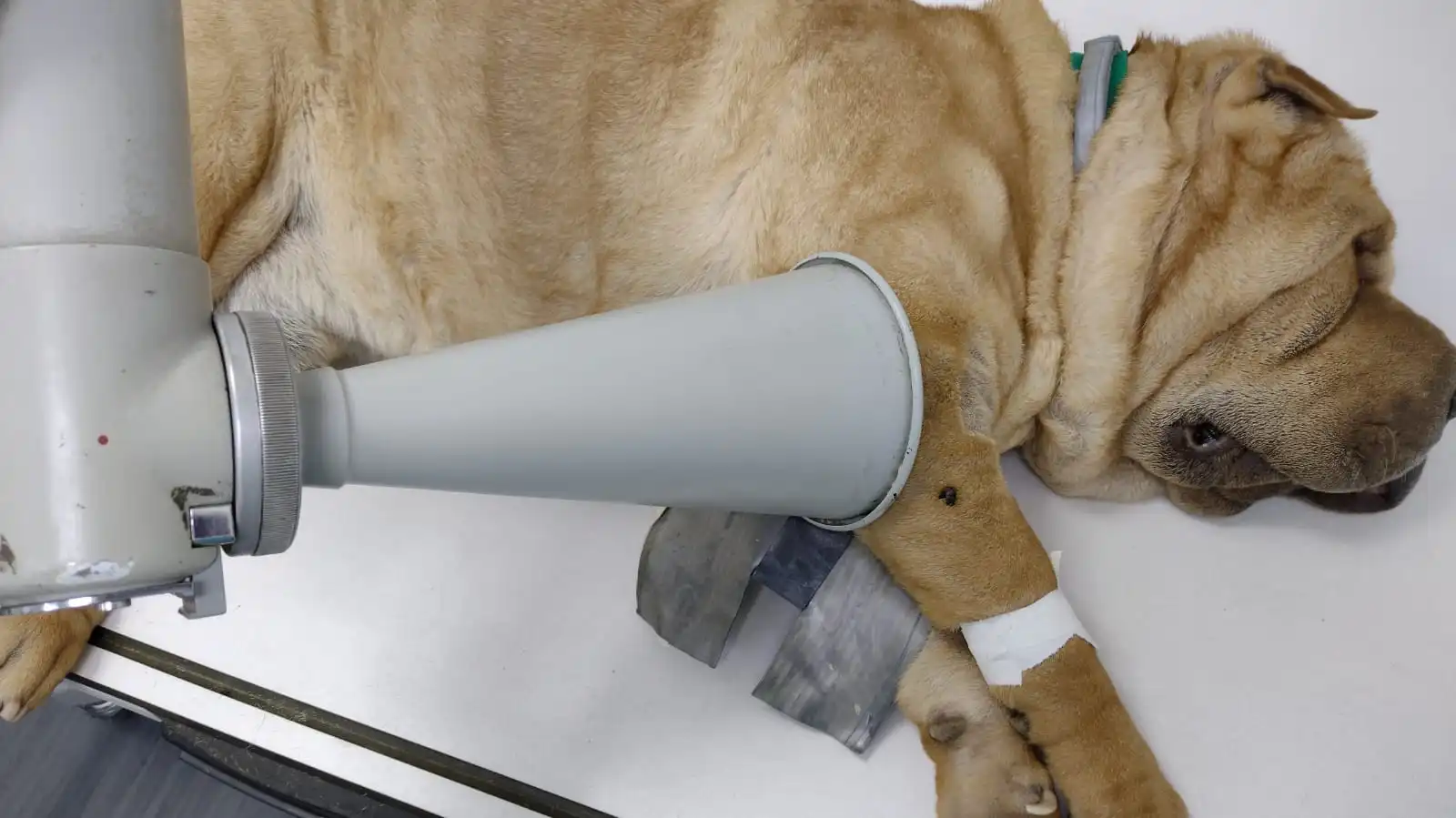 Foto-perro-Tratamiento-Dolor